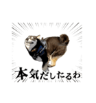 動く！豆柴すみすみ（個別スタンプ：17）