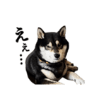 動く！豆柴すみすみ（個別スタンプ：19）