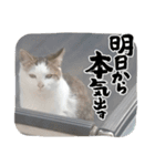 秋刀魚(豆大福)（個別スタンプ：1）