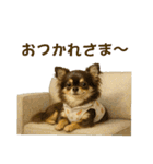 【AI】ふわふわチワワ（個別スタンプ：3）