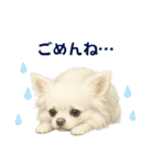 【AI】ふわふわチワワ（個別スタンプ：5）