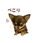【AI】ふわふわチワワ（個別スタンプ：11）