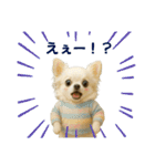 【AI】ふわふわチワワ（個別スタンプ：13）
