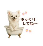 【AI】ふわふわチワワ（個別スタンプ：20）