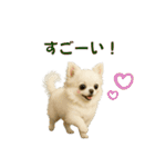 【AI】ふわふわチワワ（個別スタンプ：31）