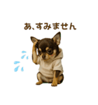 【AI】ふわふわチワワ（個別スタンプ：33）