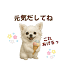 【AI】ふわふわチワワ（個別スタンプ：34）