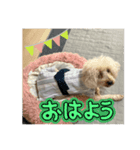 石油王付き でかプードル 夏（個別スタンプ：1）