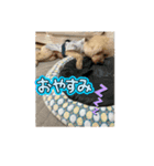 石油王付き でかプードル 夏（個別スタンプ：3）