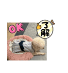 石油王付き でかプードル 夏（個別スタンプ：5）
