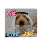 石油王付き でかプードル 夏（個別スタンプ：7）
