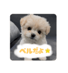 チワリーゼのベルちゃん2（個別スタンプ：1）