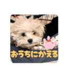 チワリーゼのベルちゃん2（個別スタンプ：3）