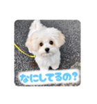 チワリーゼのベルちゃん2（個別スタンプ：6）