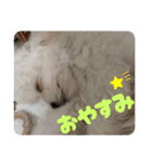 チワリーゼのベルちゃん2（個別スタンプ：7）
