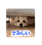 チワリーゼのベルちゃん2（個別スタンプ：11）
