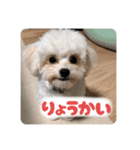 チワリーゼのベルちゃん2（個別スタンプ：12）
