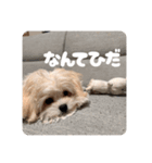 チワリーゼのベルちゃん2（個別スタンプ：13）