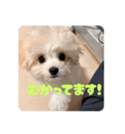 チワリーゼのベルちゃん2（個別スタンプ：14）