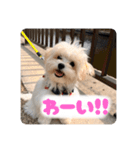 チワリーゼのベルちゃん2（個別スタンプ：16）