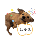 クルミシャン2（個別スタンプ：11）