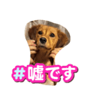 クルミシャン2（個別スタンプ：17）
