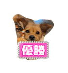 クルミシャン2（個別スタンプ：27）