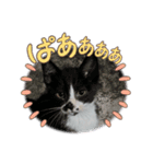 きなことさんま(豆大福)（個別スタンプ：4）