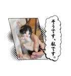 きなことさんま(豆大福)（個別スタンプ：6）