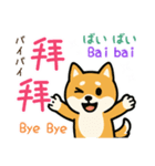 可愛い柴犬（台湾中国語×日本語）（個別スタンプ：19）