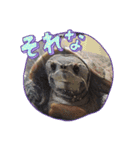 ガメちゃんと家族⭐（個別スタンプ：3）