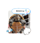 ガメちゃんと家族⭐（個別スタンプ：4）