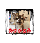 俺とまろのスタンプ（個別スタンプ：10）