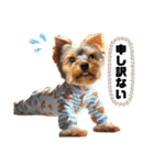ヨーキーの夏に使えるスタンプ（個別スタンプ：12）