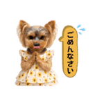 ヨーキーの夏に使えるスタンプ（個別スタンプ：13）