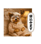 ヨーキーの夏に使えるスタンプ（個別スタンプ：20）