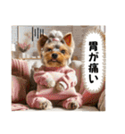 ヨーキーの夏に使えるスタンプ（個別スタンプ：22）