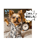 ヨーキーの夏に使えるスタンプ（個別スタンプ：37）
