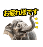 リアル象ミーム3（個別スタンプ：2）