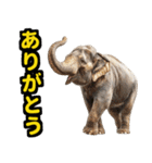 リアル象ミーム3（個別スタンプ：5）