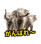 リアル象ミーム3（個別スタンプ：9）