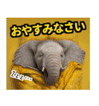 リアル象ミーム3（個別スタンプ：16）