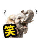 リアル象ミーム3（個別スタンプ：17）