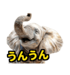 リアル象ミーム3（個別スタンプ：18）