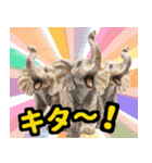 リアル象ミーム3（個別スタンプ：32）