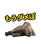 リアル象ミーム3（個別スタンプ：35）