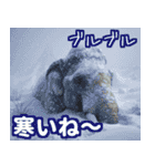 リアル象ミーム3（個別スタンプ：38）