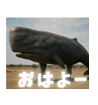 日常で使える、マッコウクジラのスタンプ（個別スタンプ：1）