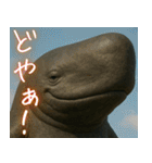 日常で使える、マッコウクジラのスタンプ（個別スタンプ：15）