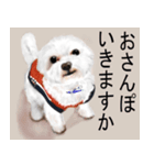 ワンニャ2（個別スタンプ：1）